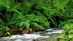 Forests streams Ferns