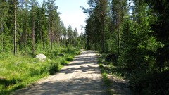 Forests summer Finland