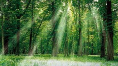 Forests sunlight