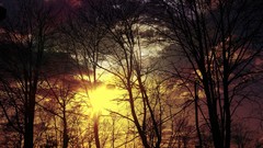 Forests sunset clouds nature