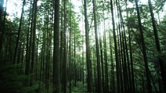 Forests Taylor McCutchan