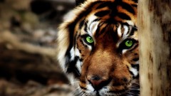 Forests Tigers deviantart