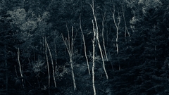 Forests Trees