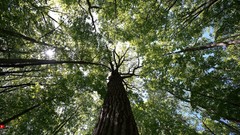 Forests Trees HDR Photography
