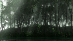 Forests Trees photo or