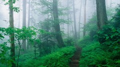 Forests tropical fog