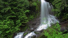 Forests waterfalls