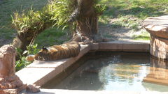 Fountain architecture