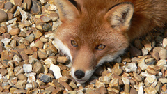 Fox head Animals animal