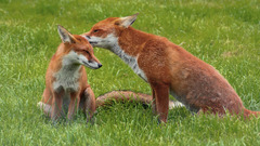 Foxes