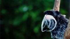 Fractal Fractals monkey Animals