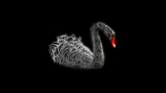 Fractal Swans black background
