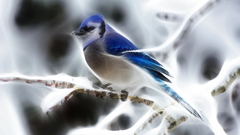 Fractalius blue Jay