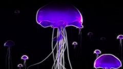 Fractalius jellyfish