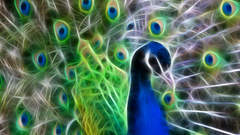 Fractalius Peacocks