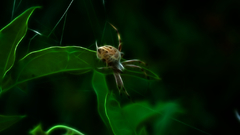 Fractalius spider high insect