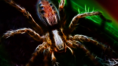 Fractalius spiders insect