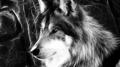 Fractals grey Mexican Wolf