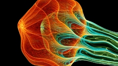Fractals jellyfish