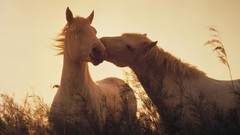 France Horses wildlife