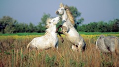 France Horses wildlife southern