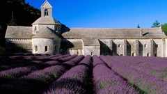France lavender