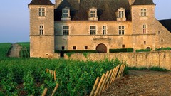 France vineyard