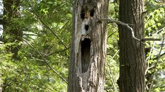 Freaked out high nature