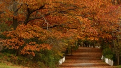 Freakin foliage nature