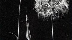 Frederick Evans dandelions platinum