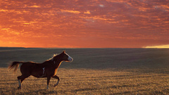Free Animals horse running