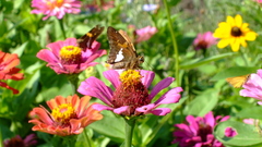 Free insect Butterflies Flowers