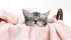 Free kitten cat animal