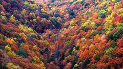 Freedom nature Trees abstract