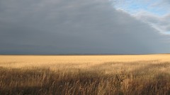 Freedom sky wheat horizon