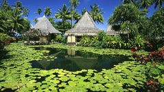 French Polynesia palm trees