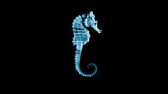 Fringe seahorses