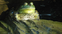 Frog big Green Animals