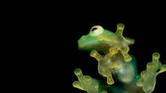 Frog closeup sticky close-up