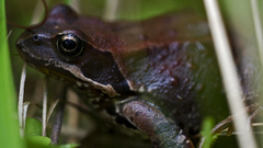Frog in bush high