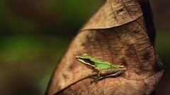 frog leaves Animals nature amphibian