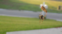 Frog Op brownwidow toad