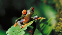 Frog orange eyes surprised