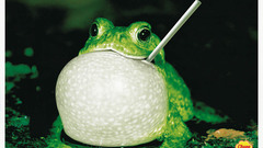 Frogs advertisement Photo manipulation