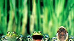 Frogs amphibians