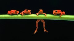 Frogs amphibians