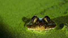Frogs amphibians