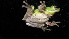 Frogs amphibians
