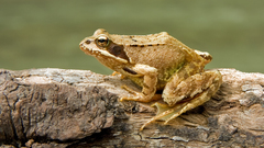 Frogs amphibians