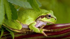 Frogs amphibians